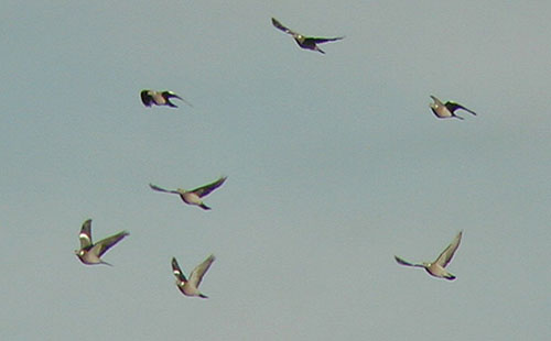 vismig1Woodpigeons rdha